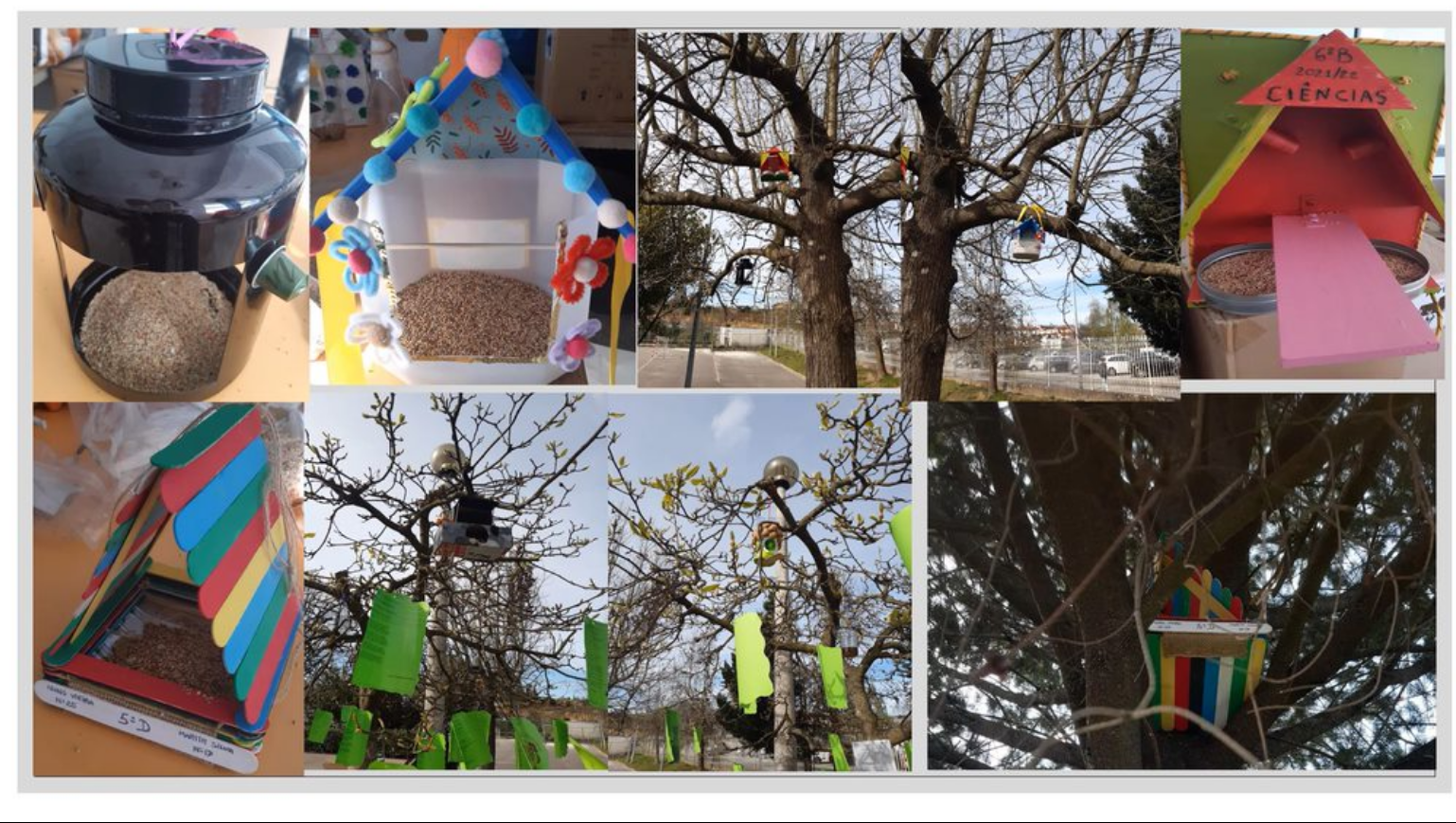 As aves da minha escola