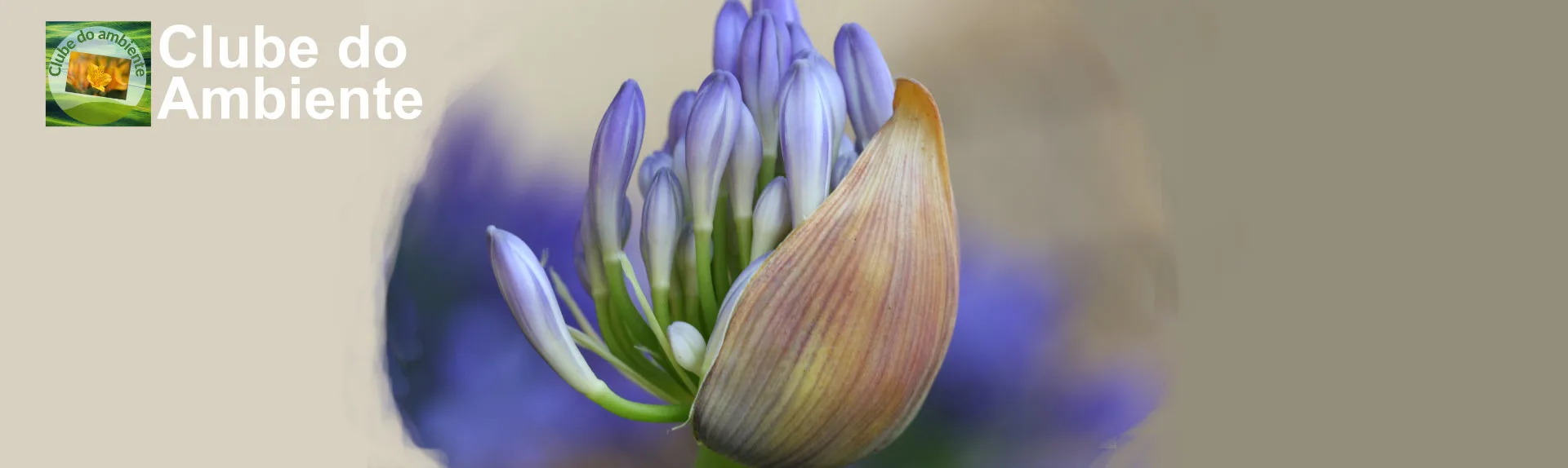 Clube do Ambiente - Slide 2
