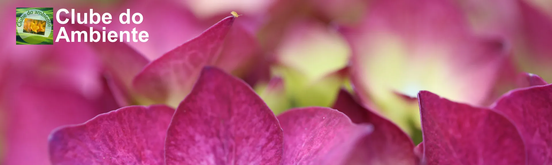 Clube do Ambiente - Slide 3