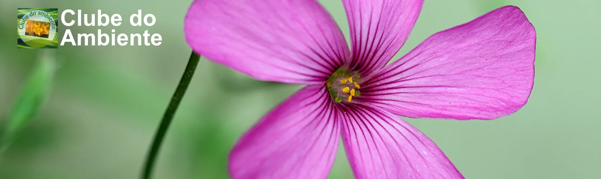 Clube do Ambiente - Slide 4